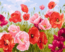 Afbeelding in Gallery-weergave laden, Schilderen op Nummer - Gewone papaver