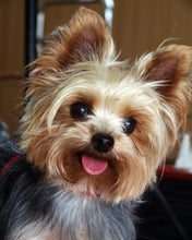 Afbeelding in Gallery-weergave laden, Diamond Painting - Schattige kleine hond