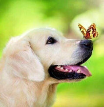 Afbeelding in Gallery-weergave laden, Diamond Painting - Vlinder en Labrador dieren, vlinders, Diamond Painting Dieren