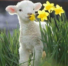 Afbeelding in Gallery-weergave laden, Diamond Painting - Schapen en bloemen dieren, Diamond Painting Dieren, bloemen