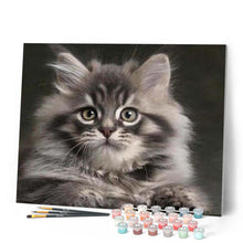 Afbeelding in Gallery-weergave laden, Schilderen op Nummer - Kleine kat