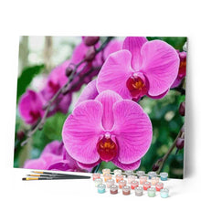 Afbeelding in Gallery-weergave laden, Schilderen op Nummer - Phalaenopsis