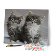Afbeelding in Gallery-weergave laden, Schilderen op Nummer - Mooie katten