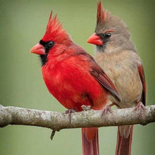 Afbeelding in Gallery-weergave laden, Diamond Painting - Twee vogels op een tak dieren, vogels, Diamond Painting Dieren
