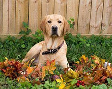 Afbeelding in Gallery-weergave laden, Diamond Painting - Labrador dieren, Diamond Painting Dieren