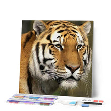 Afbeelding in Gallery-weergave laden, Diamond Painting - Tijger dieren, Diamond Painting Dieren, tijgers