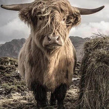 Afbeelding in Gallery-weergave laden, Diamond Painting - Yak dieren, bizons en yaks, Diamond Painting Dieren