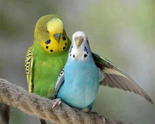 Afbeelding in Gallery-weergave laden, Diamond Painting - Parkieten dieren, Diamond Painting Dieren