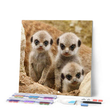 Afbeelding in Gallery-weergave laden, Diamond Painting - Kleine Apen dieren, Diamond Painting Dieren, apen