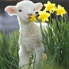 Afbeelding in Gallery-weergave laden, Diamond Painting - Schapen en bloemen dieren, Diamond Painting Dieren, bloemen