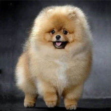 Afbeelding in Gallery-weergave laden, Diamond Painting - Chow Chow dieren, Diamond Painting Dieren