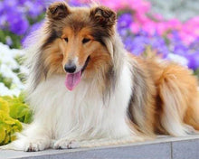 Afbeelding in Gallery-weergave laden, Diamond Painting - Collie dieren, Diamond Painting Dieren