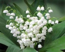 Afbeelding in Gallery-weergave laden, Diamond Painting - Lelietje-van-dalen Bloemen Diamond Painting Bloemen, bloemen