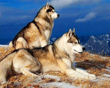 Afbeelding in Gallery-weergave laden, Diamond Painting - Husky's dieren, Diamond Painting Dieren
