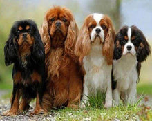 Afbeelding in Gallery-weergave laden, Diamond Painting - Puppy's dieren, Diamond Painting Dieren