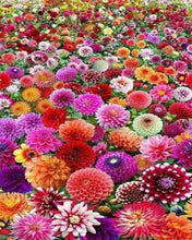 Afbeelding in Gallery-weergave laden, Diamond Painting - Veld met bloemen Diamond Painting Bloemen, bloemen