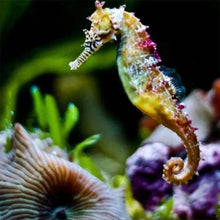 Afbeelding in Gallery-weergave laden, Diamond Painting - Zeepaardje dieren, Diamond Painting Dieren