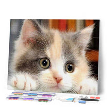 Afbeelding in Gallery-weergave laden, Diamond Painting - Nieuwsgierige kleine kat dieren, katten, Diamond Painting Dieren