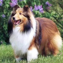 Afbeelding in Gallery-weergave laden, Diamond Painting - Collie in de tuin dieren, Diamond Painting Dieren