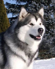 Afbeelding in Gallery-weergave laden, Diamond Painting - Husky in de winter dieren, Diamond Painting Dieren, winter