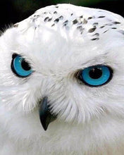 Afbeelding in Gallery-weergave laden, Diamond Painting - Uil met blauwe ogen dieren, Diamond Painting Dieren