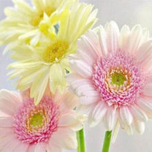 Afbeelding in Gallery-weergave laden, Diamond Painting - Madeliefjes in pastelkleuren Diamond Painting Bloemen, bloemen