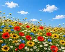 Afbeelding in Gallery-weergave laden, Schilderen op Nummer - Wilde bloemenweide
