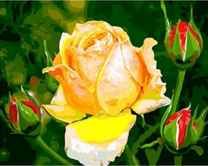 Schilderen op Nummer - Gele rozenknopbloem