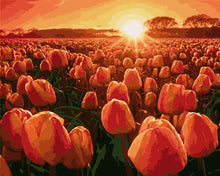 Afbeelding in Gallery-weergave laden, Schilderen op Nummer - Tulpen bij zonsopgang