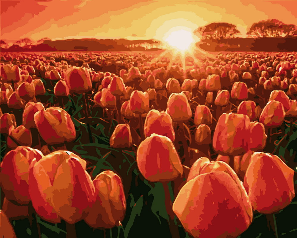 Schilderen op Nummer - Tulpen bij zonsopgang