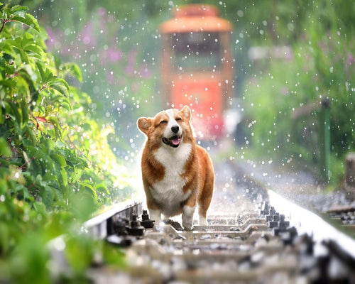 Diamond Painting - Hond op het spoor