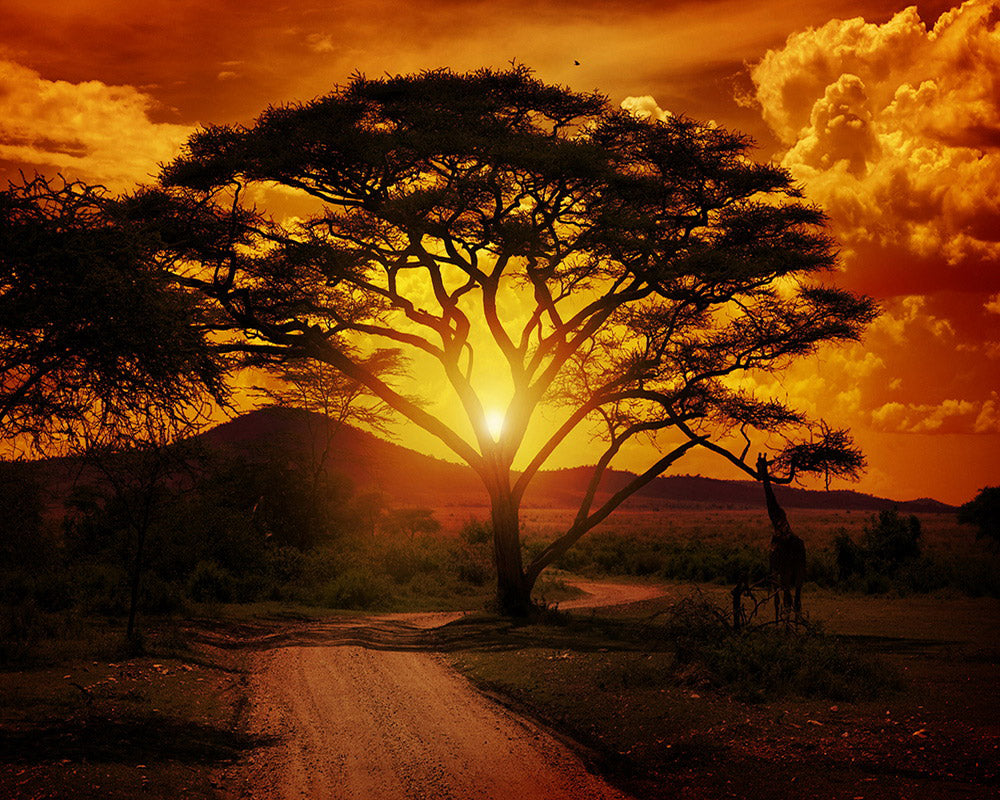 Diamond Painting - Grote boom en zonsopgang