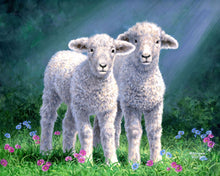 Afbeelding in Gallery-weergave laden, Schilderen op Nummer - Paar schapen