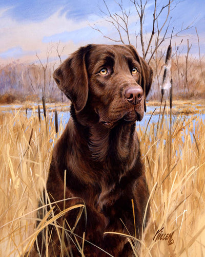 Schilderen op Nummer - Labrador