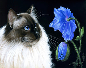 Schilderen op Nummer Floraal face-to-face Figured'Art eenvoudig nieuwkomers dieren katten bloemen