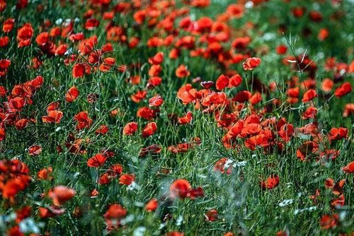 Schilderen op Nummer - Balsamine