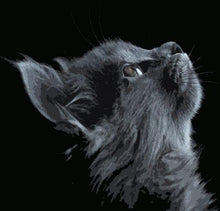 Afbeelding in Gallery-weergave laden, Schilderen op Nummer - Zwarte kat kijkt omhoog