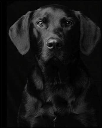 Schilderen op Nummer - Portret van zwarte hond