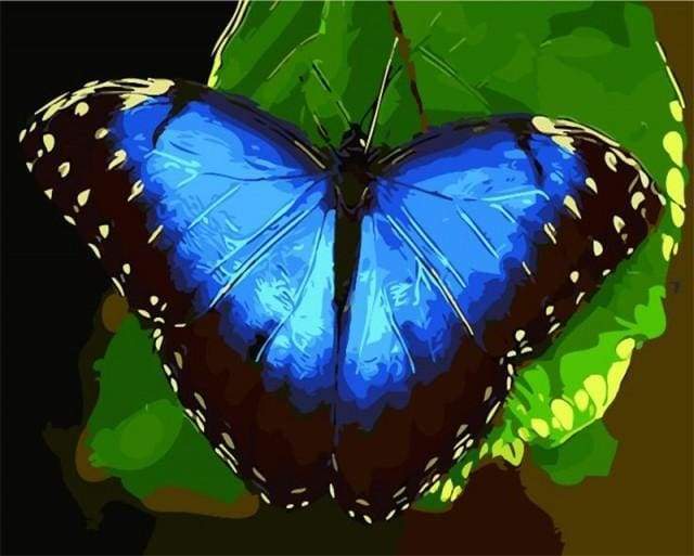 Schilderen op Nummer - Blauwe vlinder