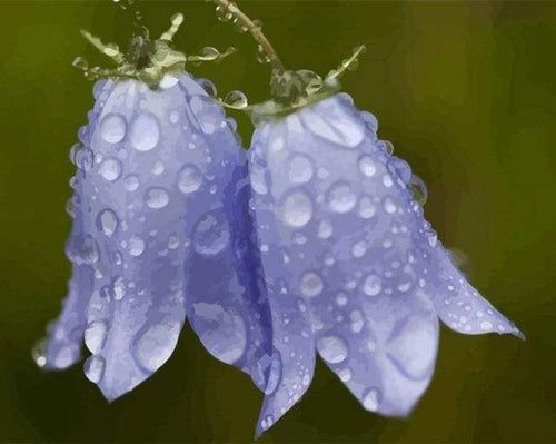 Schilderen op Nummer - Blauwe bloem