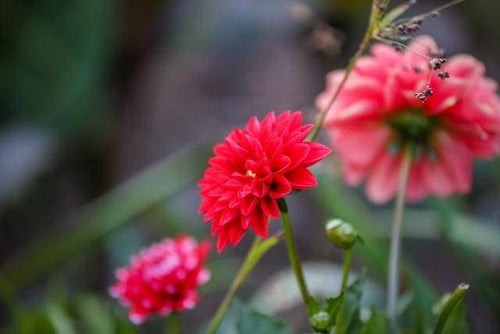 Schilderen op Nummer - Heldere rode bloem