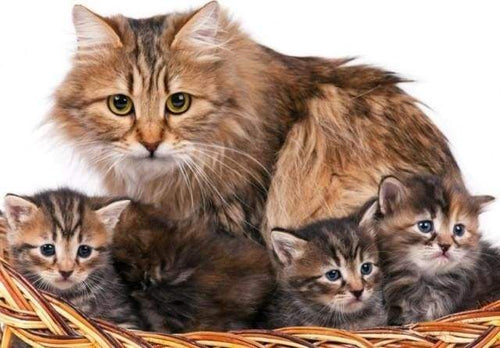 Schilderen op Nummer - Kat en kittens