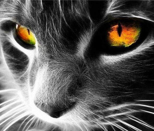 Schilderen op Nummer - Katten ogen