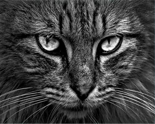 Schilderen op Nummer - Kattenkop