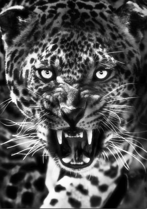 Schilderen op Nummer - Cheetah zwart en wit