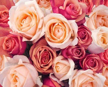 Afbeelding in Gallery-weergave laden, Schilderen op Nummer - Kleur Oranje Perzik Rozen