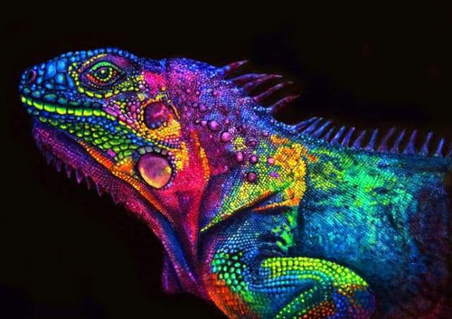 Schilderen op Nummer - Kleurrijke kameleon