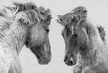 Afbeelding in Gallery-weergave laden, Schilderen op Nummer - Confrontatie Twee Paarden
