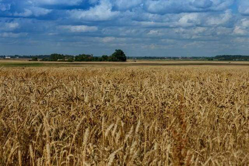 Schilderen op Nummer - Platteland veld