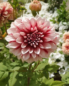 Schilderen op Nummer - Dahlia Bloem